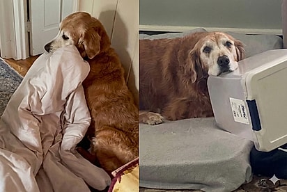 Família adota cão golden considerado inadotável e comportamento estranho chama atenção.