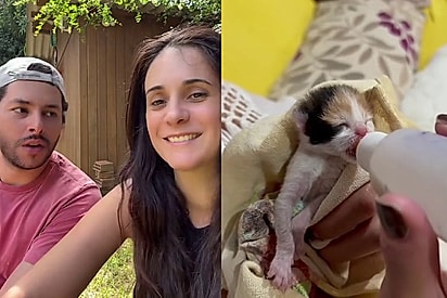 “Decidimos ficar com os 6 filhotes”: Casal desiste de férias na praia para salvar gatinhos órfãos e faz a escolha mais linda