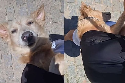 “Parece que eu cacei”: cão exausto viraliza ao dormir de forma hilária após um dia na praia