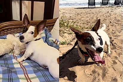 Conheça Theo, o jack russell anão que conquistou a internet.