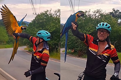 Olha que coisa mais linda!: Ciclista fica visivelmente emocionado ao receber presente inesquecível de pássaro
