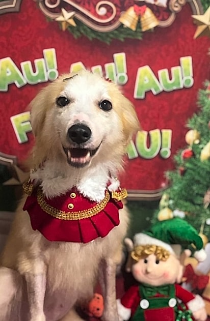 Caramela foi adotada e devolvida.