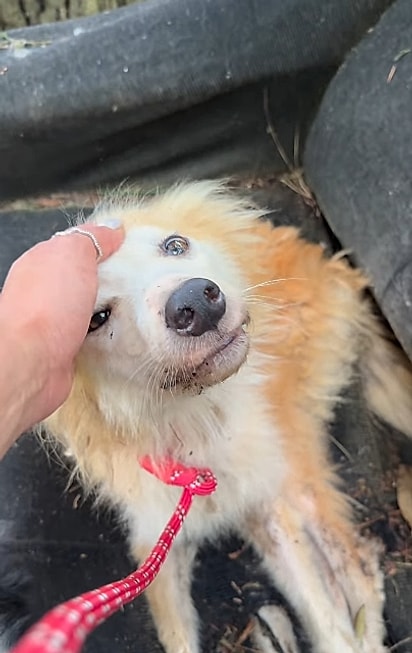 Ao ver a protetora, Caramela abanou o rabinho, mesmo sem forças.