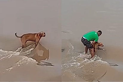 “Escolha ser uma pessoa boa”: Homem arrisca tudo na chuva e salva vira-lata caramelo da correnteza.