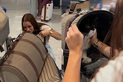 “Depois de 5 meses separados”: Tutora reencontra gato persa Frajola no aeroporto e cena emociona.