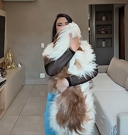 Shih tzus são cães carinhosos.