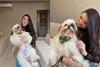 Shih tzu gigante viraliza ao crescer muito além do esperado e vira o “bebezão” da família
