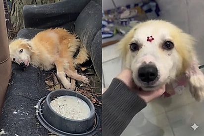 Devolução de cachorrinha que lutou muito para sobreviver entristece protetores: “Ela pensou que seria feliz”