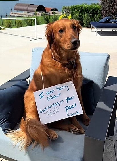 “Desculpe por nadar na sua piscina”, diz a plaquinha no pescoço da cadela.