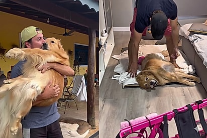 Golden paraplégica se emociona ao ver a cadeira de rodas e reação encanta.