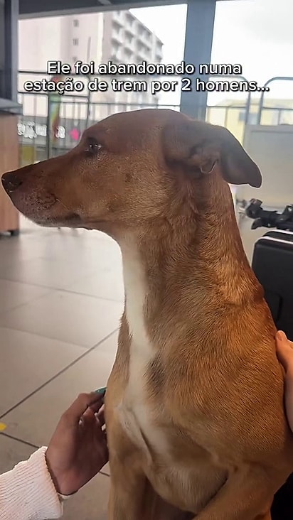 O vira-lata foi abandonado e ficou no local esperando pelo retorno dos responsáveis.