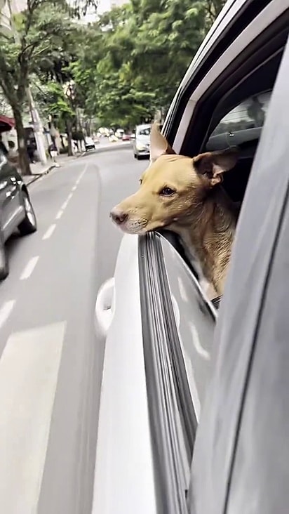 José levou Aladdin para casa.