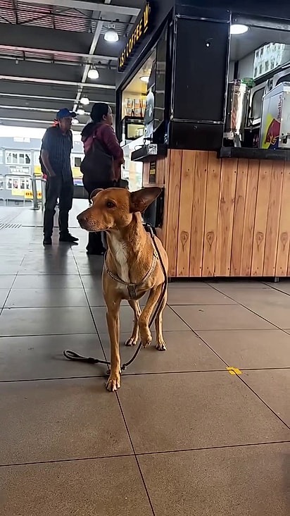 O cão foi abandonado na estação.