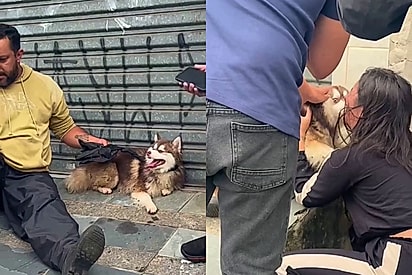 Motoboy localiza cão desaparecido após 62 horas de buscas intensas e recusa recompensa 