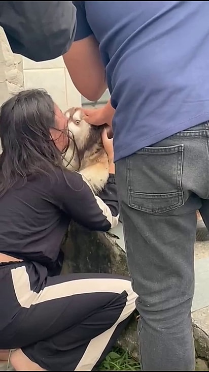 O reecontro da tutora com o pet foi emocionante.