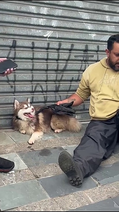 O cão fugiu quando o portão da residência foi aberto.