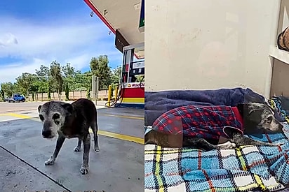 Conheça Pingo, o cachorro que superou os 22 anos e se tornou símbolo de longevidade na web