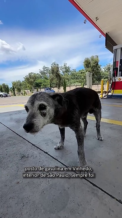 Pingo viveu mais de 20 anos no posto.