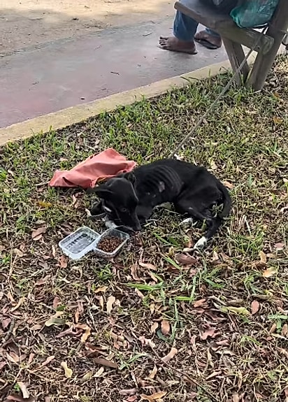 A cachorrinha estava muito magrinha.