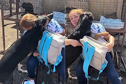 Pura gratidão: Cadela resgatada durante incêndios não consegue parar de abraçar protetora que a salvou