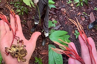 Professor encontra fungo em tarântula na floresta e registro viraliza