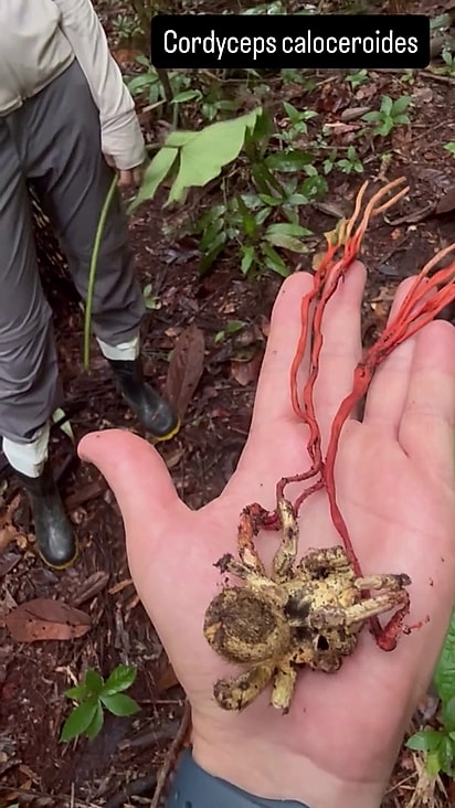 A aranha já estava morta.