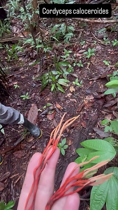 O fungo usa a aranha como uma espécie de moradia temporária.