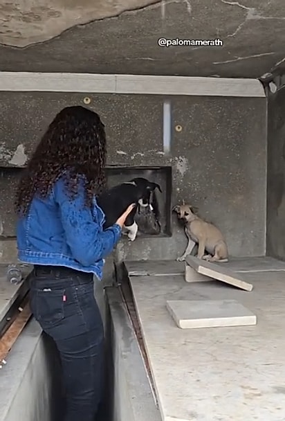 Os filhotes foram abandonados no cemitério.