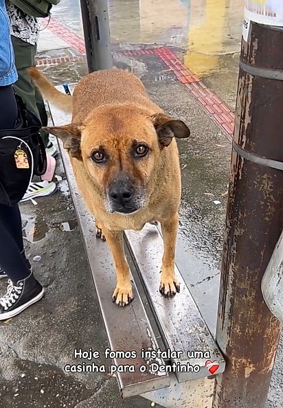 Dentinho é um cachorro comunitário que atualmente está sob os cuidados da Alimente Um Bichinho.