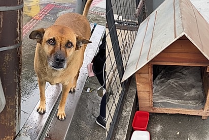 “Respeitem o Dentinho”: Vira-lata caramelo ganha casinha nas ruas e mobiliza rede de amor.