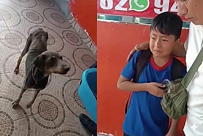 Sem ter a quem recorrer, menino leva cachorrinha à escola e faz um pedido que emociona o diretor.