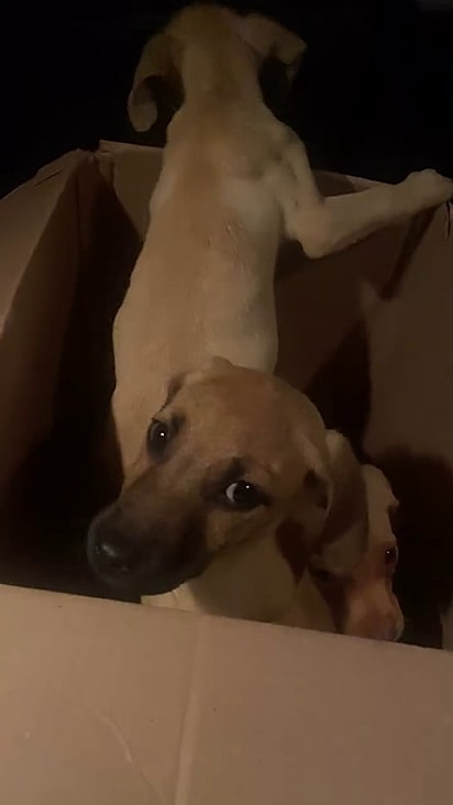 Eram tantos que nem cabiam juntos na caixa.