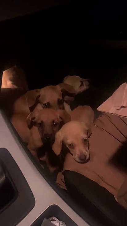 Os irmaõzinhos estavam assustados.