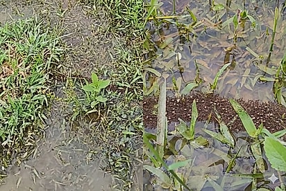 Cara, tive uma visão aqui da natureza: Biólogo fica impressionado ao ver estrutura engenhosa feita por formigas