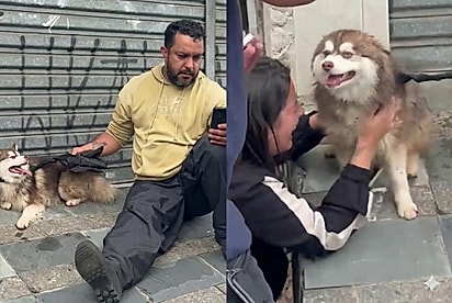 Motoboy recusa recompensa de R$ 5 mil após encontrar cão Pomsky desaparecido: “Eu tenho cachorro, mano, sei bem como é”