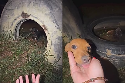 “Invasão de pequenininhos”: viajante tem acampamento cercado por filhotes curiosos no meio da noite