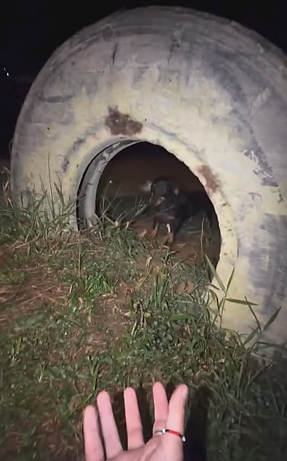 Do nada, muitos cãezinhos surgiram.