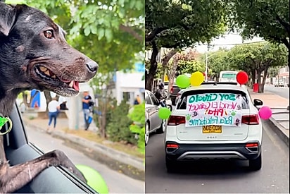 “Ele é um guerreiro”: cachorro resgatado vence o câncer e faz cidade buzinar de alegria.