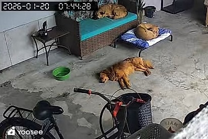 “Eles bolaram um plano”: Cães comunitários abrigados da chuva decidem que não vão mais sair de garagem e viralizam