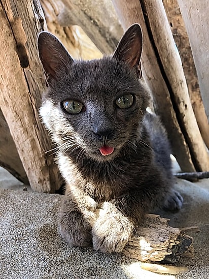 Blu é uma gatinha de cinco anos.