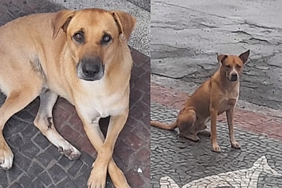 “Isso é crime”: cães comunitários desaparecem, são abandonados e mobilizam protetores no interior de SP