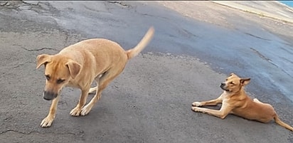 Os dois caramelos eram queridos pela comunidade.