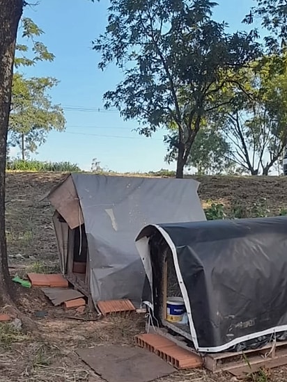 Os cães eram cuidados.