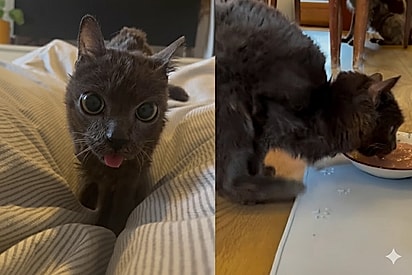 “Parece um brinquedinho”: Conheça Blu, gatinha resgatada que anda como um canguru e conquista milhões de corações