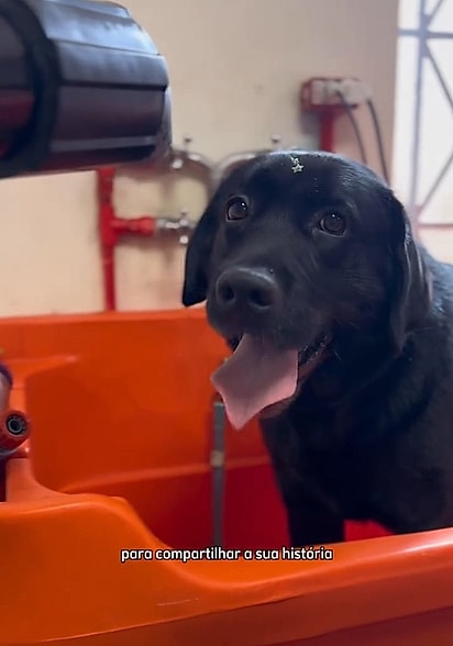 Thor é um labrador preto de dois anos.