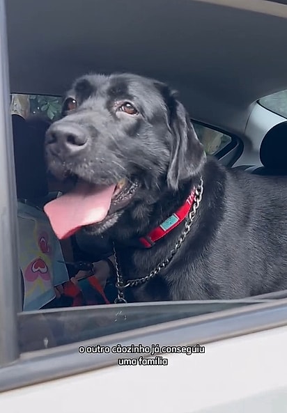 Thor está em busca do seu lar para sempre.