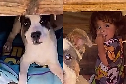 Menina some e mãe a encontra escondida dentro da casinha do cachorro