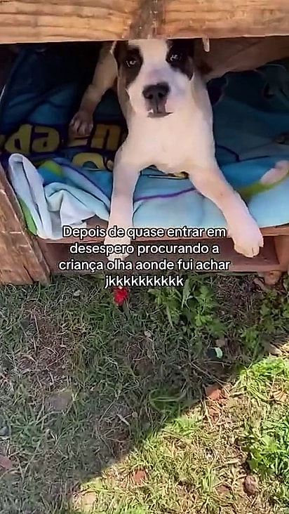 O cão parecia estar acobertando a criança.
