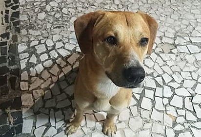 Caramelo, um dos cães vítimas dos mesmos adolescentes suspeitos de terem espancado Orelha.