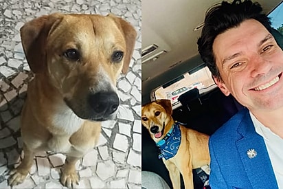 É um sobrevivente: Homem adota Caramelo, cachorrinho que escapou de tentativa de afogamento na Praia Brava